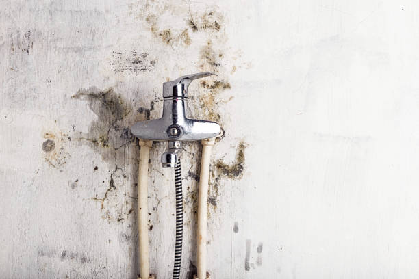 Best Mold Damage Repair  in Howard, WI