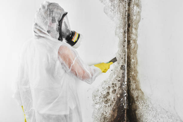 Best Mold Remediation Experts  in Howard, WI