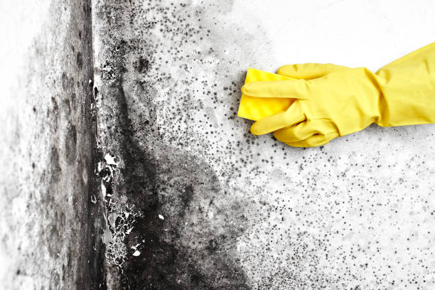 Best Certified Mold Removal  in Howard, WI