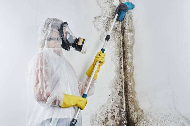 Best Crawl Space Mold Removal  in Howard, WI