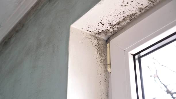 Best Mold Remediation Services  in Howard, WI
