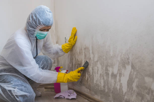 Best Black Mold Removal  in Howard, WI