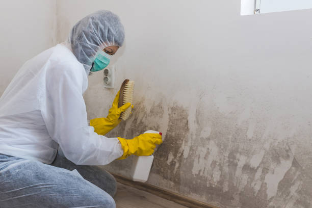 Best Toxic Mold Removal  in Howard, WI