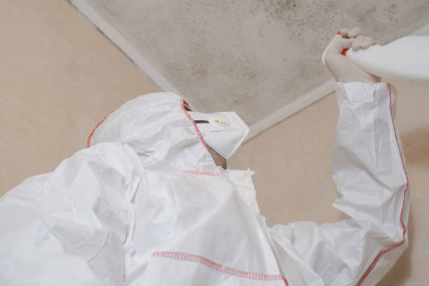 Best Same-Day Mold Removal  in Howard, WI