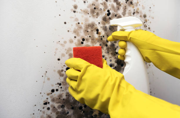 Best Affordable Mold Removal  in Howard, WI