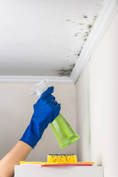 Crawl Space Mold Removal in Howard, WI