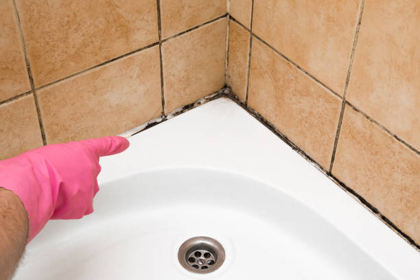 Best Fast Mold Removal  in Howard, WI